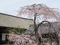 枝垂桜と三十三間堂の屋根