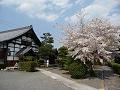 寺務所と桜