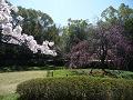 ソメイヨシノと咲き始めの八重紅枝垂桜