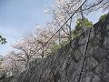 石垣の上の桜