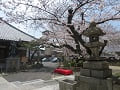 本堂と見ごろの桜2