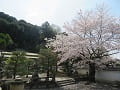 粟田山と桜