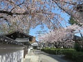 御影堂裏の山桜とソメイヨシノ