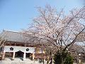 金堂前の5分咲きの桜