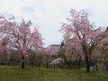 墓地の満開の八重紅枝垂桜