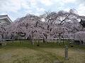 霊宝館の満開の枝垂桜