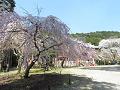観音堂近くの満開の枝垂桜