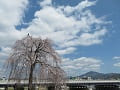 枝垂桜と空