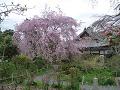 三春滝桜と本堂
