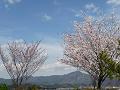 桜と比叡山