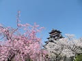青空と八重紅枝垂桜とソメイヨシノと天守閣