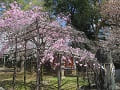 満開の八重紅枝垂桜
