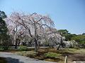 横に長い枝垂桜