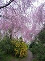 八重紅枝垂桜と春の花2
