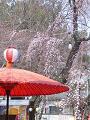 傘と咲き始めの枝垂桜