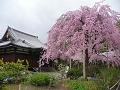 満開の待賢門院桜と礼堂