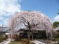 正面から見た枝垂桜
