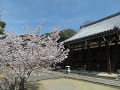 青空と本堂と満開の桜