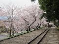 曇り空と満開の桜2