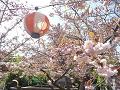 普賢象桜と提灯2