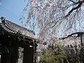 山門と早咲きの枝垂桜