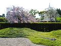 城南離宮の庭と里桜