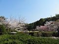 庭園の桜2