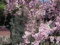 茶碑と八重紅枝垂桜