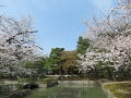 放生池と桜