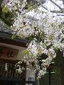 北野桜のアップ2