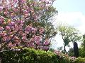 北門近くの関山桜