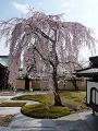 高台寺の枝垂桜2