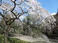 近衛池のほとりの糸桜2