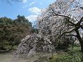 近衛池のほとりの糸桜3