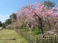 満開の遅咲きの糸桜6