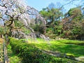 近衛池と糸桜