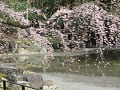 近衛池と糸桜の枝先