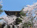 見上げる山門と満開の桜