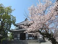 納骨堂と満開の桜