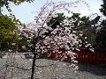 本殿付近の枝垂桜