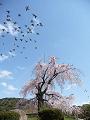 枝垂桜と鳩の群れ