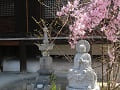 仏像と枝垂桜