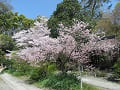 満開の彼岸桜