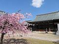 三菩薩堂と八重紅枝垂桜