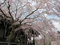 見上げる大書院前の枝垂桜