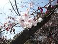 御会式桜のアップ2