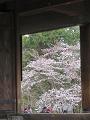 三門の柱越しに見る桜