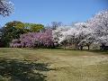 緑の園の満開の桜