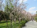 八重紅枝垂桜と遊歩道2