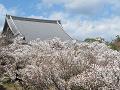 御室桜と観音堂の屋根2